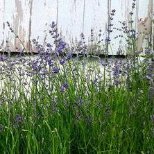 Lavender 'Munstead' - English Lavender from Hoffie Nursery