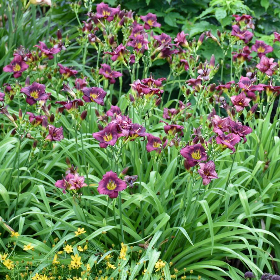 Hemerocallis 'Little Grapette' - Daylily from Hoffie Nursery