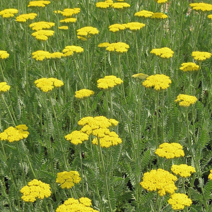 Achillea 'Coronation Gold' - Yarrow from Hoffie Nursery