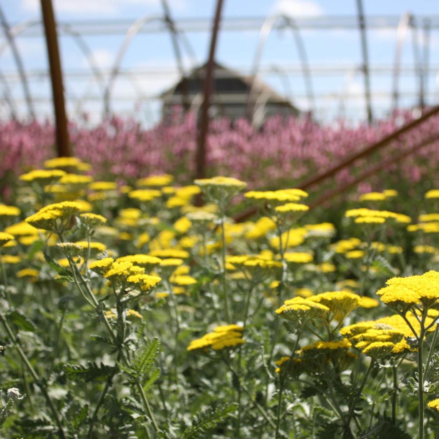 Achillea 'Moonshine' - Yarrow from Hoffie Nursery