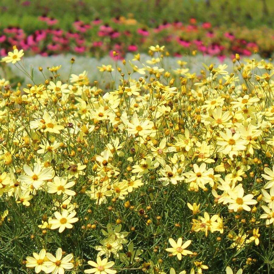 Coreopsis verticillata 'Moonbeam' - Threadleaf Coreopsis from Hoffie Nursery