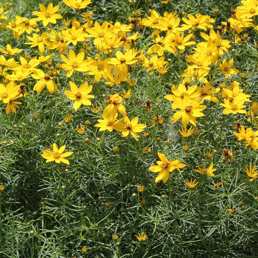 Coreopsis verticillata 'Zagreb' - Threadleaf Coreopsis from Hoffie Nursery