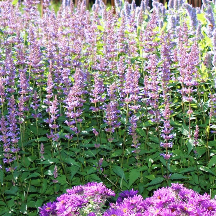 Agastache 'Purple Haze' - Anise-Hyssop from Hoffie Nursery