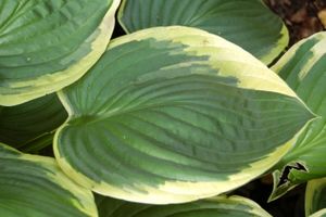 Hosta fortunei Aureomarginata