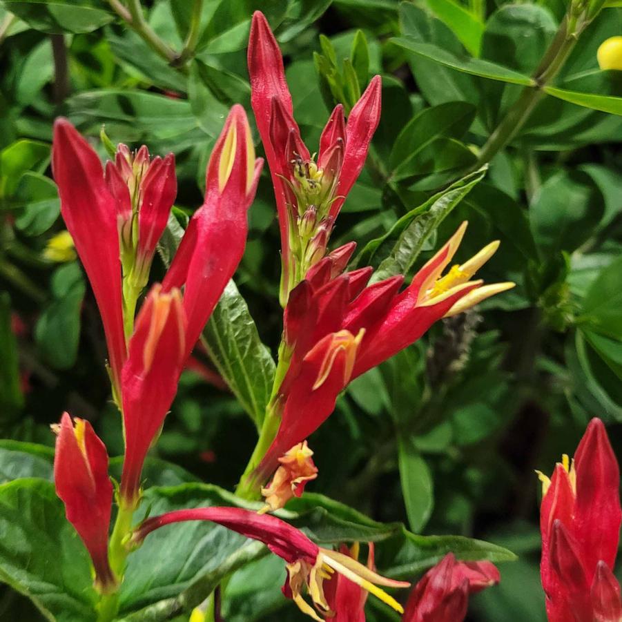 Spigelia marilandica 'Little Redhead' - Indian Pink from Hoffie Nursery