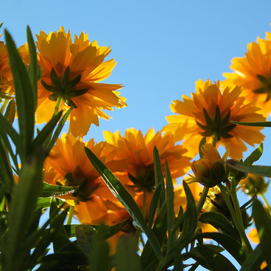 Coreopsis grandiflora 'Double the Sun' - Tickseed from Hoffie Nursery