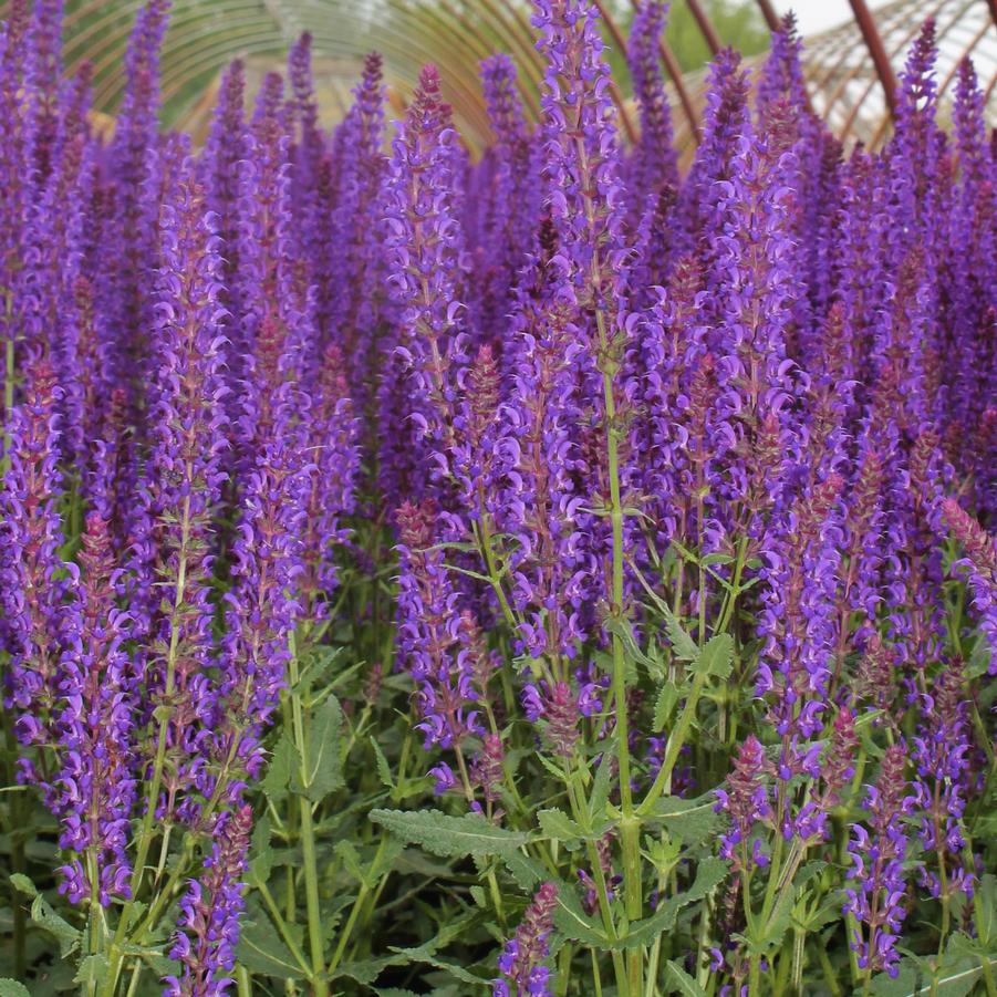 Salvia nemorosa 'Wesuwe' - Hybrid Salvia from Hoffie Nursery