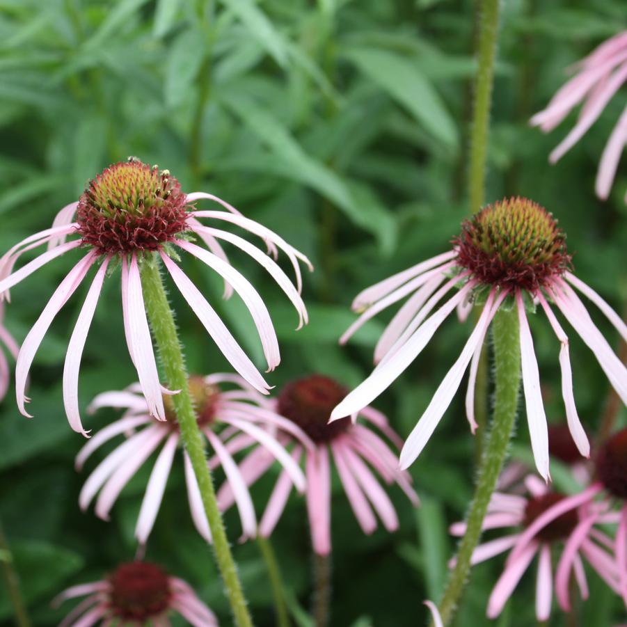 Echinacea pallida - Pale Coneflower from Hoffie Nursery