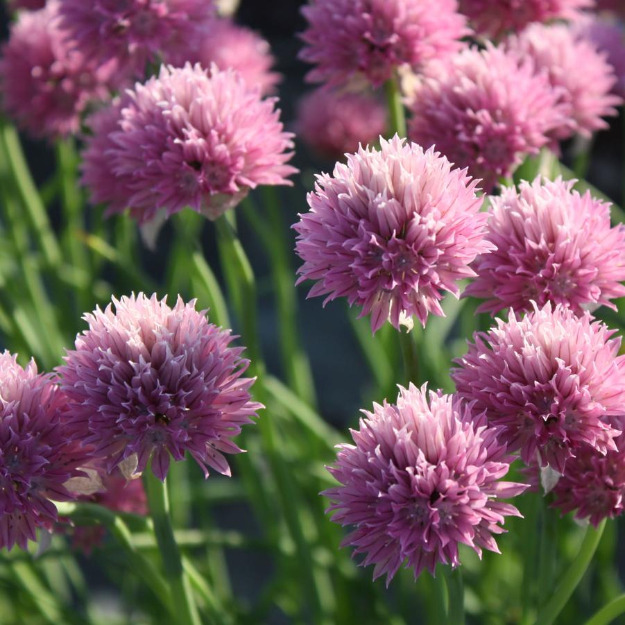 Allium schoenpraesum 'Forescate' - Pink Chives from Hoffie Nursery