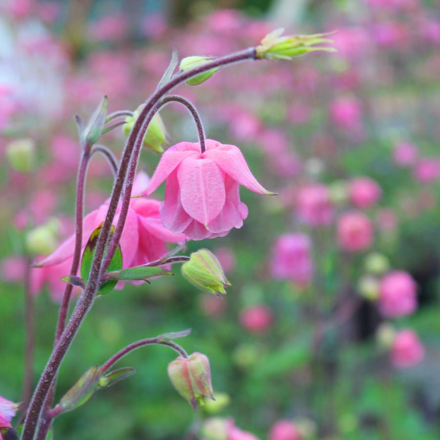 Aquilegia vulgaris 'Carol Ann' - Columbine from Hoffie Nursery