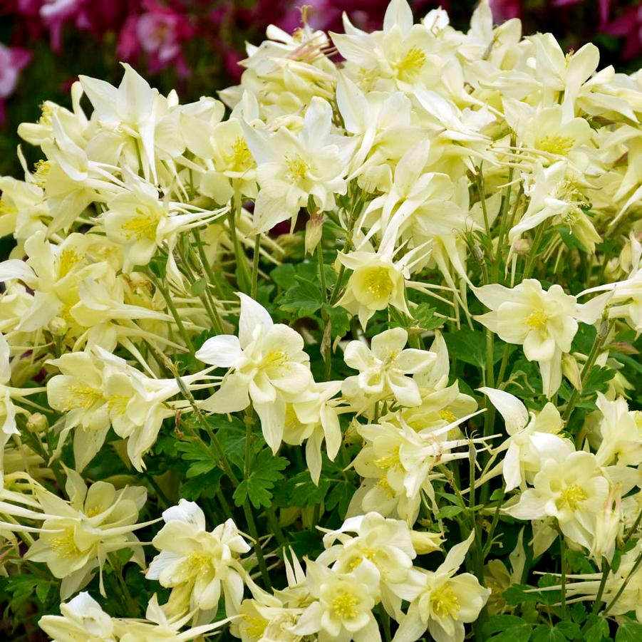 Aquilegia caerulea 'Kirigami Yellow' - Columbine from Hoffie Nursery