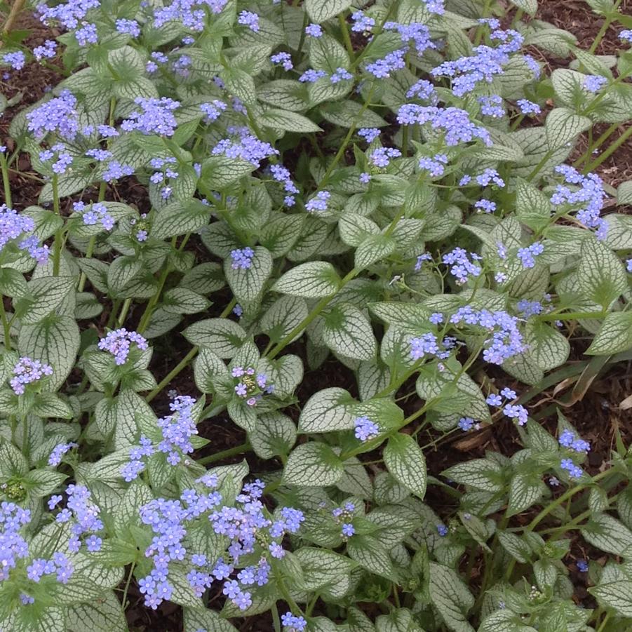 Brunnera macrophylla 'Sea Heart' - False Forget-Me-Not from Hoffie Nursery