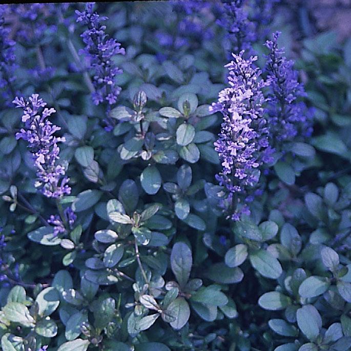 Ajuga reptans 'Chocolate Chip (Valfredda)' - Bugleweed from Hoffie Nursery