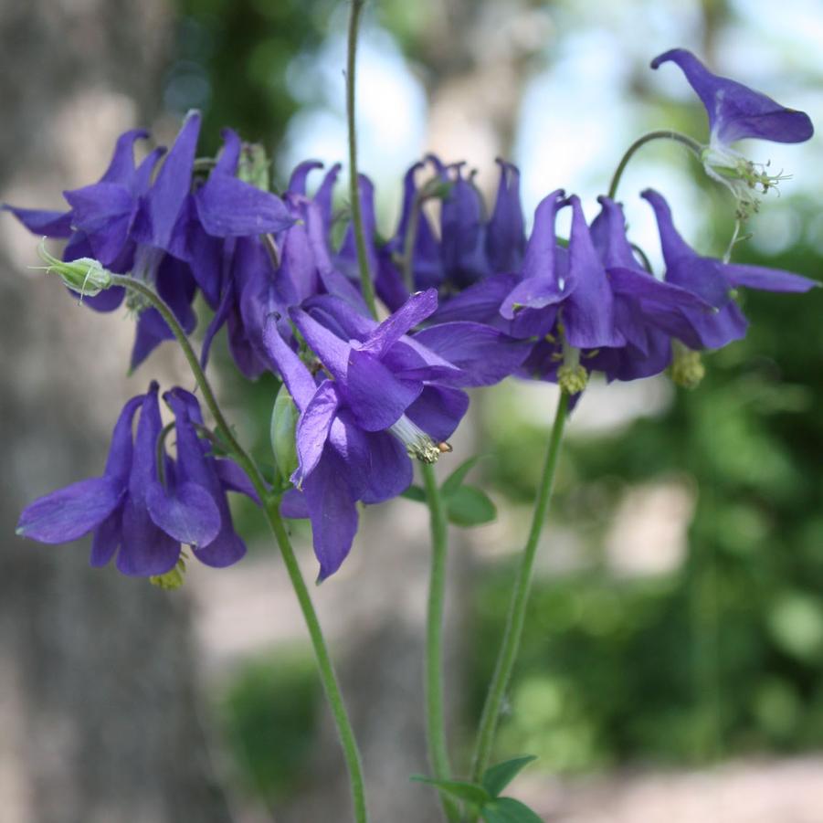 Aquilegia alpina - Alpine Columbine from Hoffie Nursery