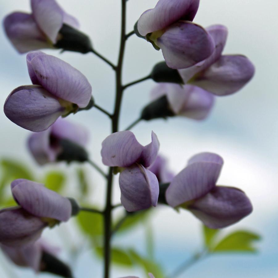 Baptisia 'Purple Smoke' - Blue Wild Indigo, False Indigo from Hoffie Nursery