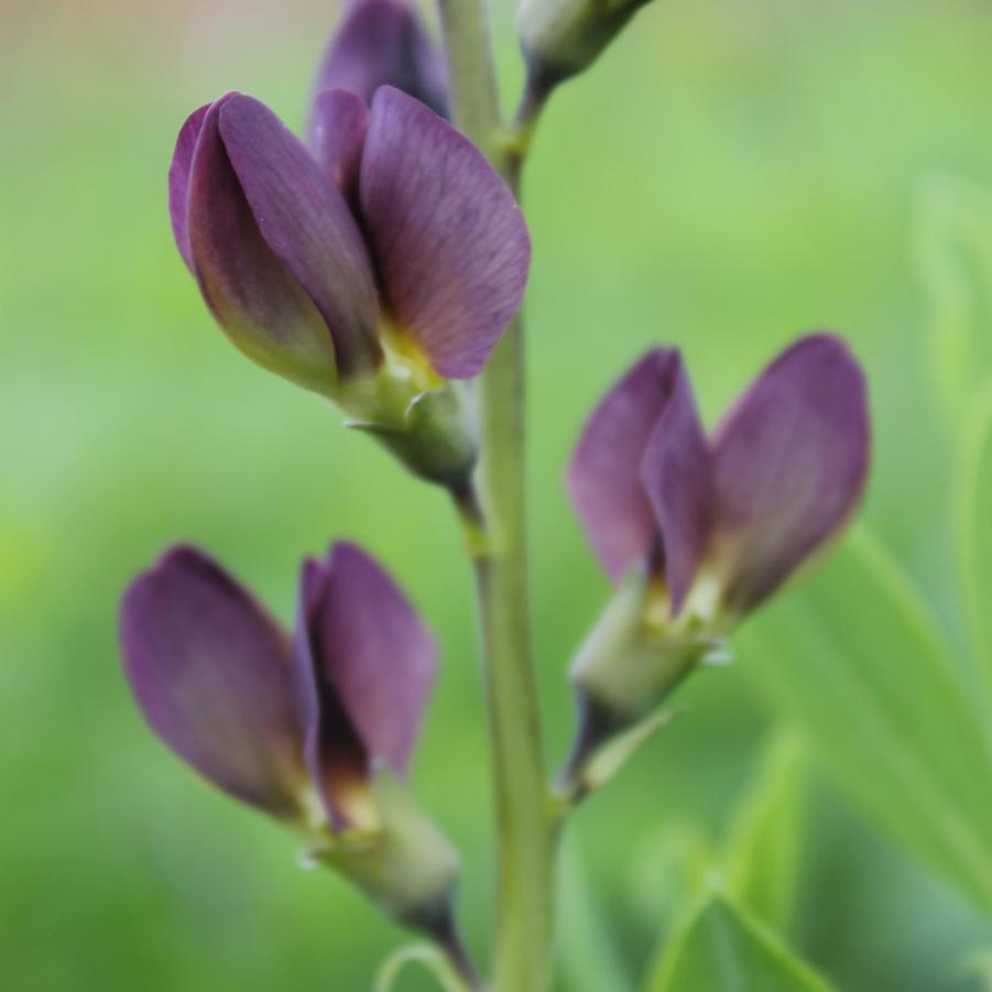 Baptisia variicolor 'Twilite Prairieblues' - Blue Wild Indigo, False Indigo from Hoffie Nursery