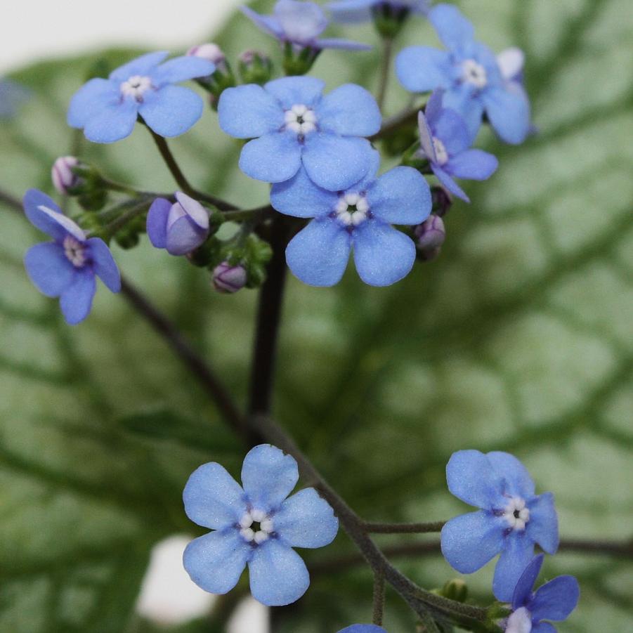 Brunnera macrophylla 'Jack Frost' - False Forget-Me-Not, Siberian Bugloss from Hoffie Nursery