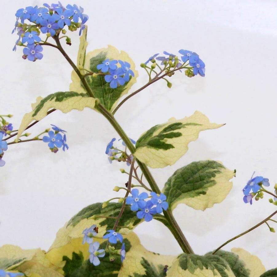 Brunnera macrophylla 'Variegata' - False Forget-Me-Not, Siberian Bugloss from Hoffie Nursery