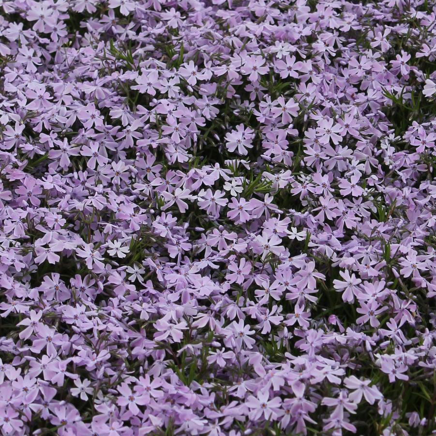 Phlox subulata 'Emerald Blue' - Moss Phlox from Hoffie Nursery