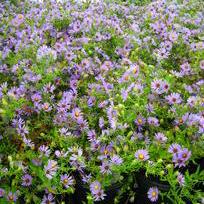 Aster oblongifolius 'October Skies' - Aromatic Aster from Hoffie Nursery