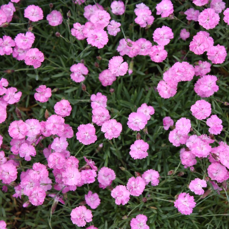 Dianthus gratianapolitanus 'Tiny Rubies' - Cheddar Pinks from Hoffie Nursery