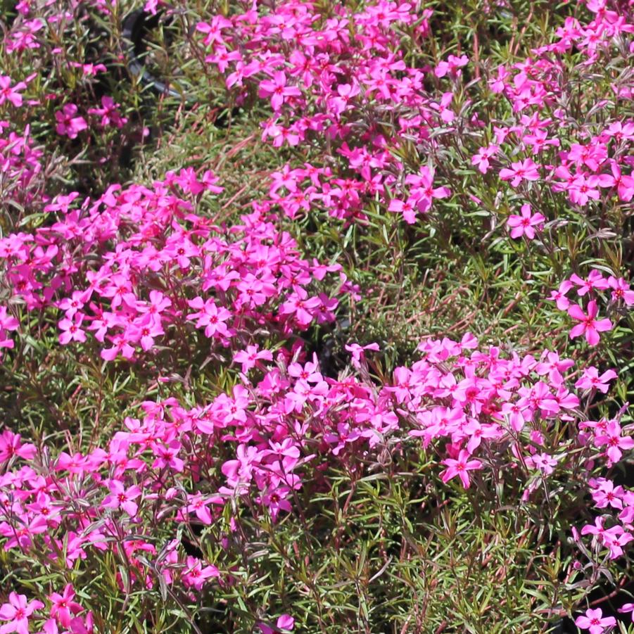 Phlox subulata 'Scarlet Flame' - Moss Phlox from Hoffie Nursery