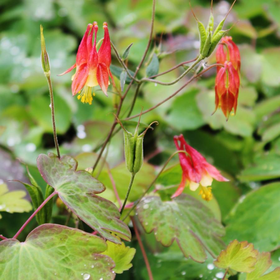 Aquilegia canadensis - Canadian Columbine, Wild Columbine from Hoffie Nursery