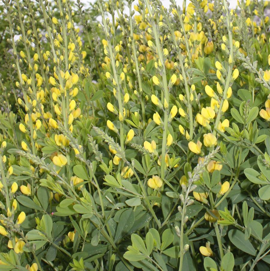 Baptisia 'Solar Flare' - False Indigo from Hoffie Nursery