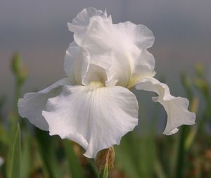 Iris Immortality