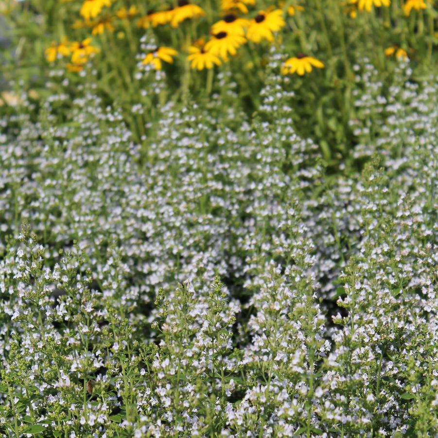 Calamintha nepeta var. nepeta - Calamint from Hoffie Nursery