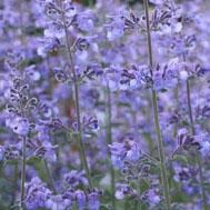 Nepeta racemosa 'Little Titch' - Little Titch Catmint from Hoffie Nursery