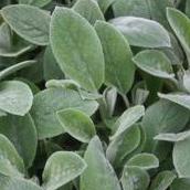 Stachys byzantina 'Helene Von Stein' - Lamb's Ear from Hoffie Nursery