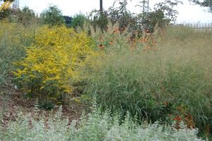 Solidago rugosa Fireworks