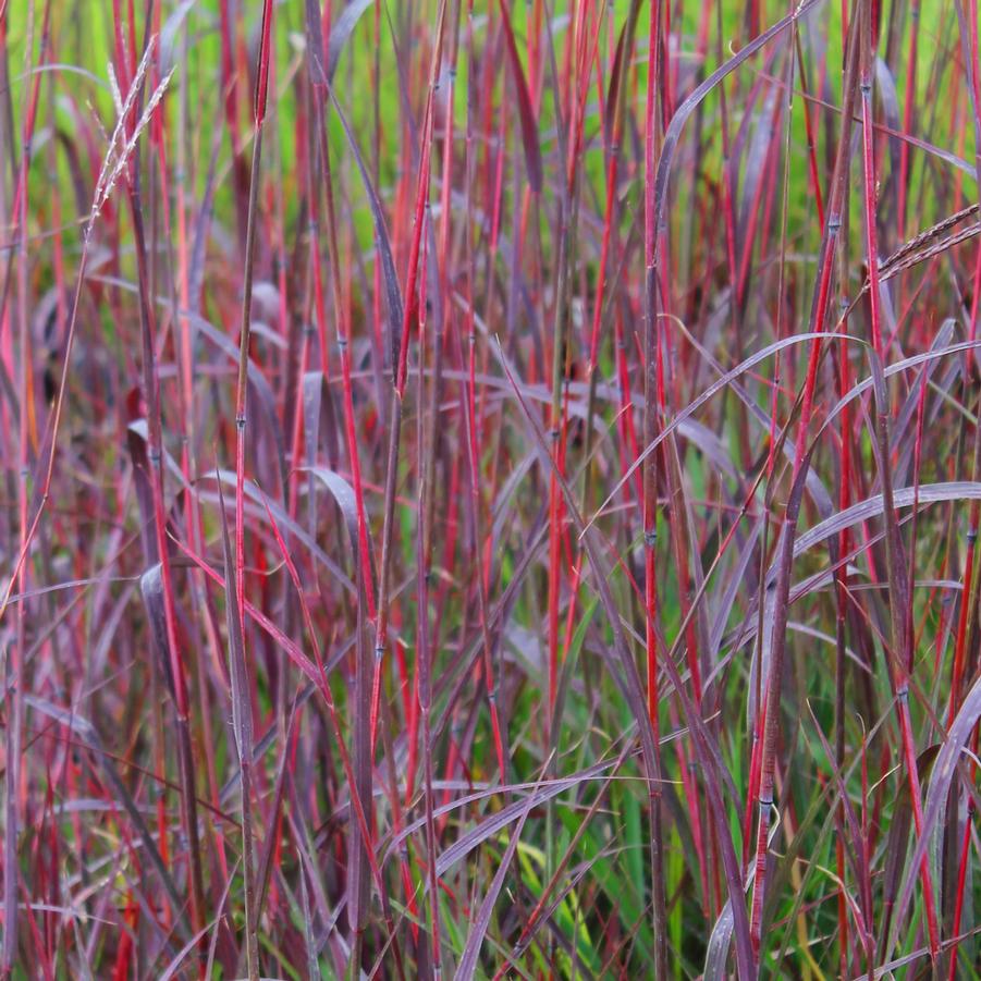 Andropogon gerardii 'Red October' - Big Bluestem from Hoffie Nursery