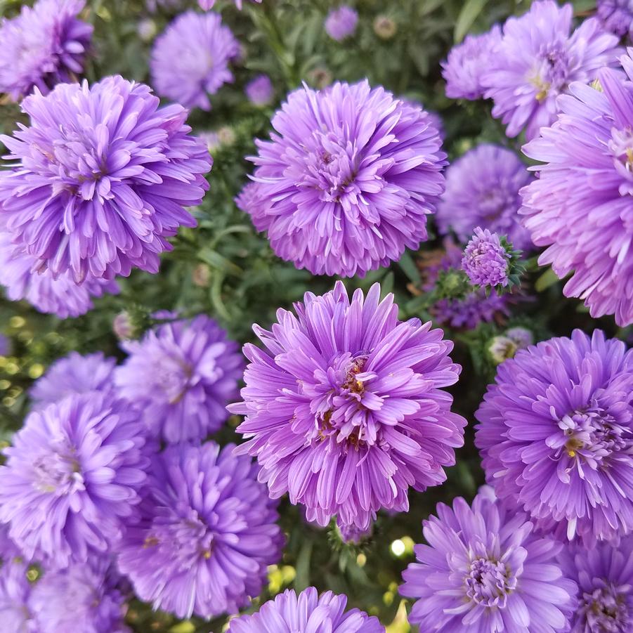 Aster 'Henry III Purple' - Fall Aster from Hoffie Nursery