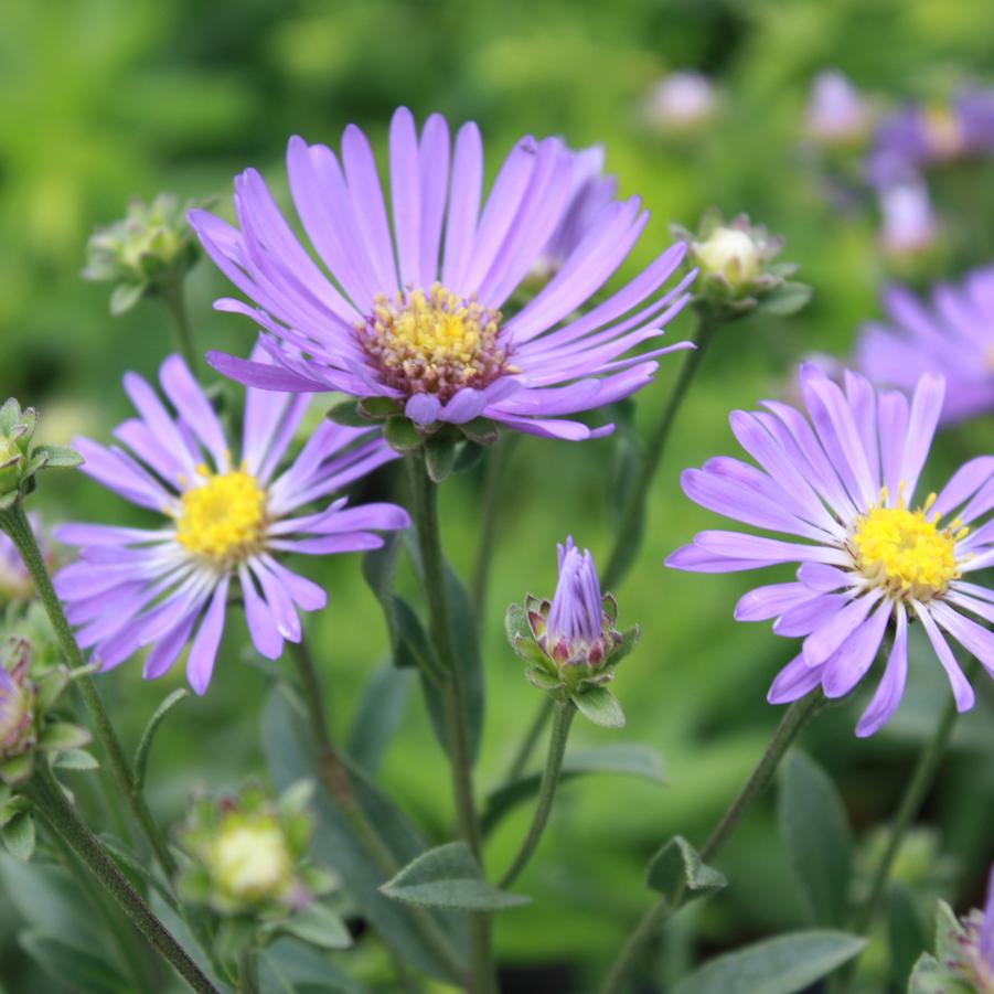 Aster 'Blue Autumn' - Hybrid Aster from Hoffie Nursery
