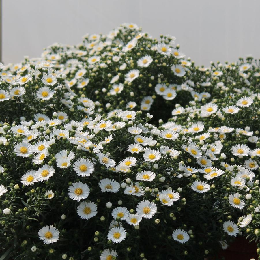 Aster 'Puff' - Fall Aster from Hoffie Nursery