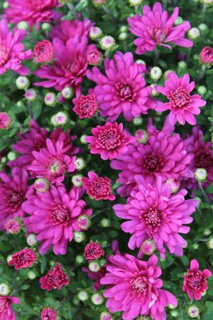 Jacqueline Pink Fusion Chrysanthemum (Chrysanthemum 'Jacqueline Pink Fusion')  in Reno Sparks Lake Tahoe Carson City Nevada NV at Moana Nursery