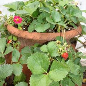 Strawberry 'Tristan' - Everbearing Strawberry from Hoffie Nursery