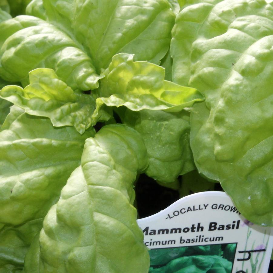 Basil 'Mammoth' - Mammoth Basil/Ocimum basilicum (Annual) from Hoffie Nursery