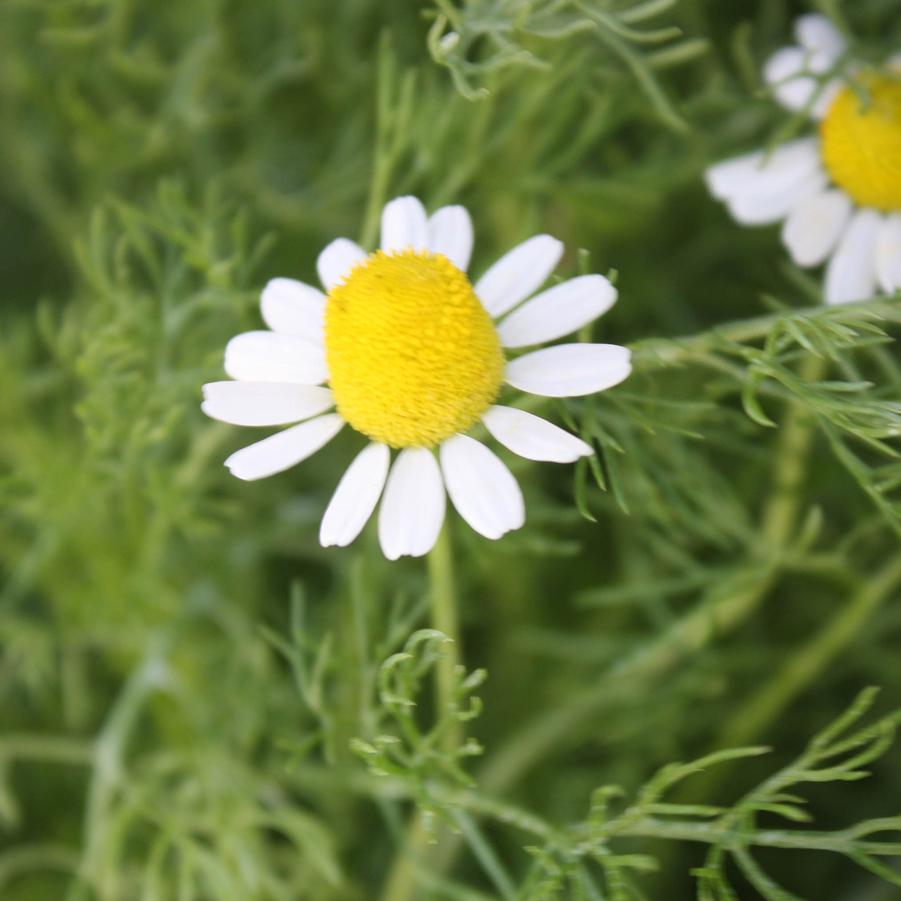 Chamomile - German Chamomile/Matricaria recutita (Annual) from Hoffie Nursery