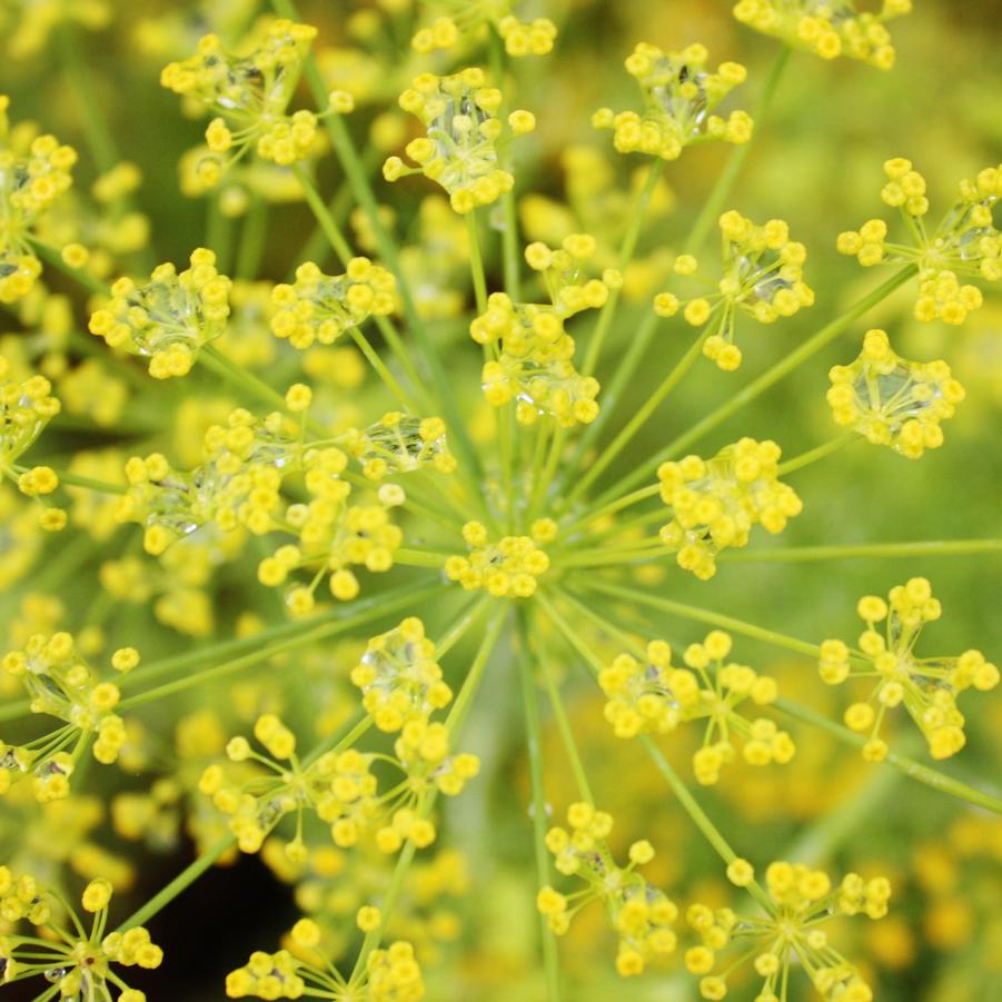 Dill - Fernleaf Dill/Anethum graveolens (Annual) from Hoffie Nursery