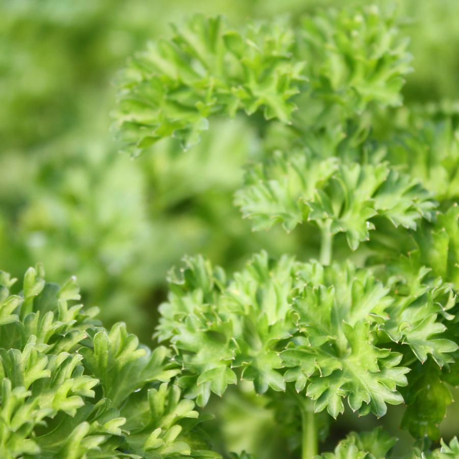 Parsley, Curley - Petroselinum crispum from Hoffie Nursery