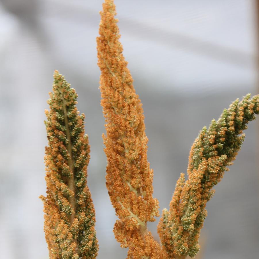 Osmunda cinnamomea - Cinnamon Fern from Hoffie Nursery