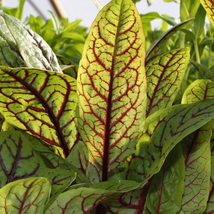 Sorrel 'Red Veined' - Rumex sanguineus from Hoffie Nursery