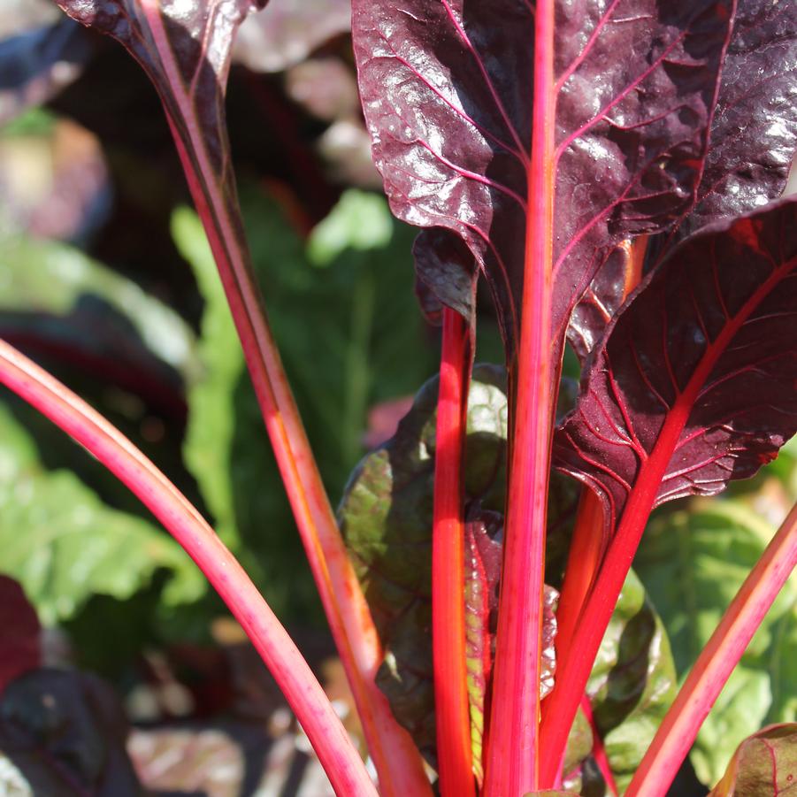 Swiss Chard 'Bright Lights' - Beta vulgaris from Hoffie Nursery