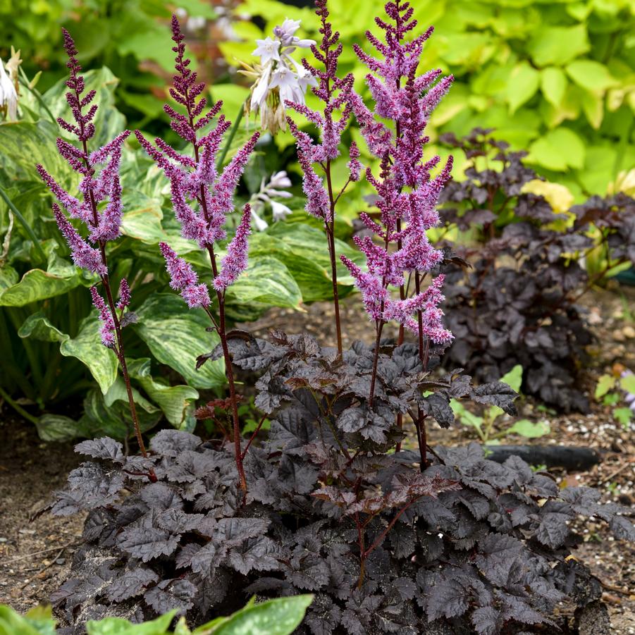 Astilbe 'Dark Side of the Moon' - Chinese False Spirea from Hoffie Nursery