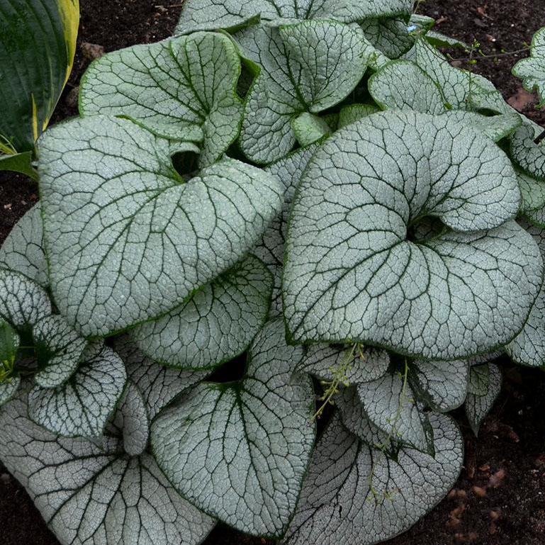 Brunnera macrophylla 'Sterling Silver' - False Forget-me-not from Hoffie Nursery