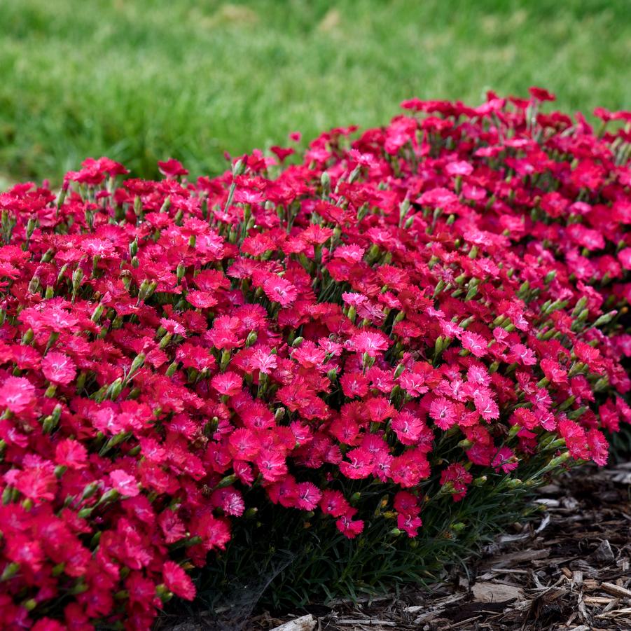 Dianthus 'Paint the Town Red' - Pinks from Hoffie Nursery