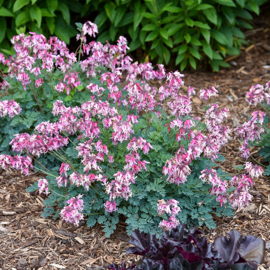 Dicentra 'Pink Diamonds' - Fern-leaved Bleeding Heart from Hoffie Nursery